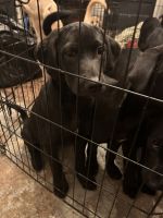 Goldador Puppies for sale in AL-19, Hamilton, AL, USA. price: $500