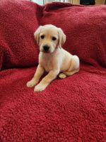 Goldador Puppies for sale in Parker, CO, USA. price: $600