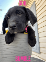 Goldador Puppies for sale in Montrose, Colorado. price: $400