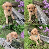 Golden Retriever Puppies for sale in Deary, ID 83823, USA. price: NA