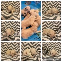 Golden Doodle Puppies for sale in Arma, KS 66712, USA. price: NA