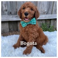 Golden Doodle Puppies for sale in Richlands, NC 28574, USA. price: NA