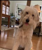 Golden Doodle Puppies for sale in Spanish Fort, AL, USA. price: NA