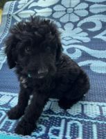 Golden Doodle Puppies for sale in Dickson, TN, USA. price: NA