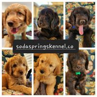 Golden Doodle Puppies for sale in Lebanon, OR 97355, USA. price: NA