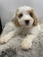 Golden Doodle Puppies for sale in King of Prussia, PA, USA. price: NA