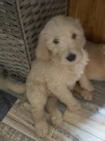 Golden Doodle Puppies for sale in Somerset, PA 15501, USA. price: NA