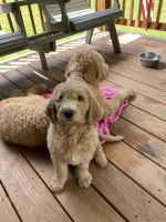 Golden Doodle Puppies for sale in Somerset, PA 15501, USA. price: NA