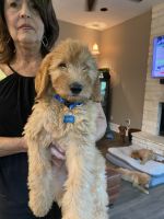 Golden Doodle Puppies for sale in Palestine, TX, USA. price: NA