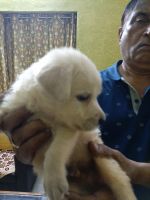 Golden Doodle Puppies for sale in Sutahat, Cuttack, Odisha, India. price: 10000 INR
