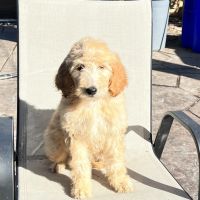 Golden Doodle Puppies for sale in San Diego, CA, USA. price: NA