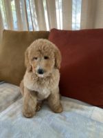 Golden Doodle Puppies for sale in City of Industry, CA 91746, USA. price: NA