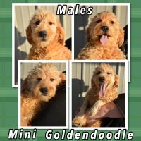 Golden Doodle Puppies for sale in Kendallville, IN 46755, USA. price: NA