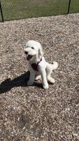 Golden Doodle Puppies for sale in Fayetteville, NC, USA. price: NA