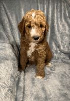Golden Doodle Puppies for sale in Carbondale, IL, USA. price: NA
