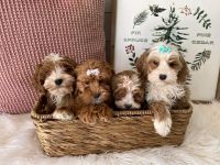 Golden Doodle Puppies for sale in Phoenix, AZ, USA. price: NA