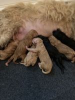 Golden Doodle Puppies for sale in Fort Worth, TX, USA. price: NA
