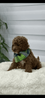 Golden Doodle Puppies for sale in New York, NY, USA. price: NA