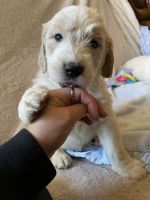 Golden Doodle Puppies for sale in 5208 S 108th Dr, Tolleson, AZ 85353, USA. price: NA