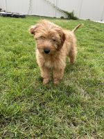 Golden Doodle Puppies for sale in Meridian, ID 83646, USA. price: $600