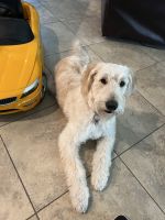 Golden Doodle Puppies for sale in Las Vegas, NV, USA. price: $800