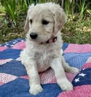 Golden Doodle Puppies for sale in Tallahassee, FL, USA. price: NA