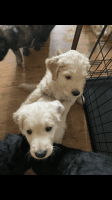 Golden Doodle Puppies for sale in Hot Springs, AR, USA. price: $1,200