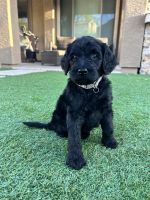 Golden Doodle Puppies for sale in Glendale, AZ, USA. price: $3,000