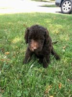 Golden Doodle Puppies for sale in Roselle, IL, USA. price: $1,000