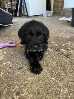 Golden Doodle Puppies for sale in Morganfield, KY 42437, USA. price: $100