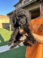 Golden Doodle Puppies for sale in Glendale, AZ, USA. price: NA