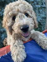 Golden Doodle Puppies for sale in 1287 Spring Valley Dr, Carol Stream, IL 60188, USA. price: $1,500