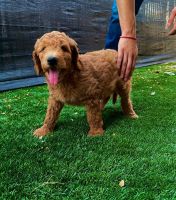 Golden Doodle Puppies for sale in Tempe, AZ, USA. price: $1,000