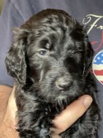 Golden Doodle Puppies for sale in Anderson, MO 64831, USA. price: $1,000