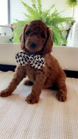 Golden Doodle Puppies for sale in Bloomington, IL, USA. price: $1,500