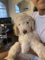 Golden Doodle Puppies for sale in Plano, TX, USA. price: $1,800