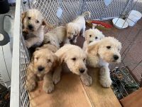 Golden Doodle Puppies for sale in Post Falls, ID 83854, USA. price: $1,800