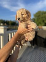 Golden Doodle Puppies for sale in Lehi, UT, USA. price: $1,000