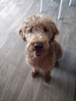 Golden Doodle Puppies for sale in Boise, ID 83704, USA. price: $400