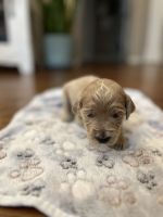 Golden Doodle Puppies for sale in McKinney, TX, USA. price: $2,100