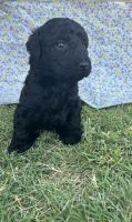 Golden Doodle Puppies for sale in Portales, NM 88130, USA. price: $1,800