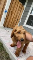Golden Doodle Puppies for sale in Franklin, TN 37067, USA. price: $1,200