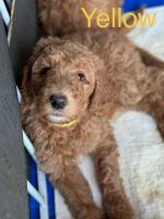 Golden Doodle Puppies for sale in Madison, AL, USA. price: NA