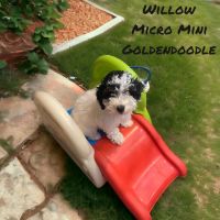 Golden Doodle Puppies for sale in Mt Pleasant, TX 75455, USA. price: $1,200