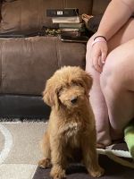 Golden Doodle Puppies for sale in Flora, IL 62839, USA. price: $1,250