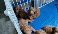Golden Doodle Puppies for sale in Madison, AL, USA. price: NA