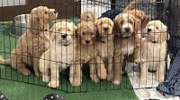 Golden Doodle Puppies for sale in Hamilton, AL, USA. price: $600