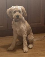 Golden Doodle Puppies for sale in Oak Lawn, IL 60453, USA. price: $1,200