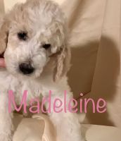 Golden Doodle Puppies for sale in Peoria, AZ, USA. price: $1,500
