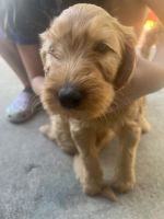 Golden Doodle Puppies for sale in Thornton, CO, USA. price: $3,000